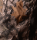Tree Camo